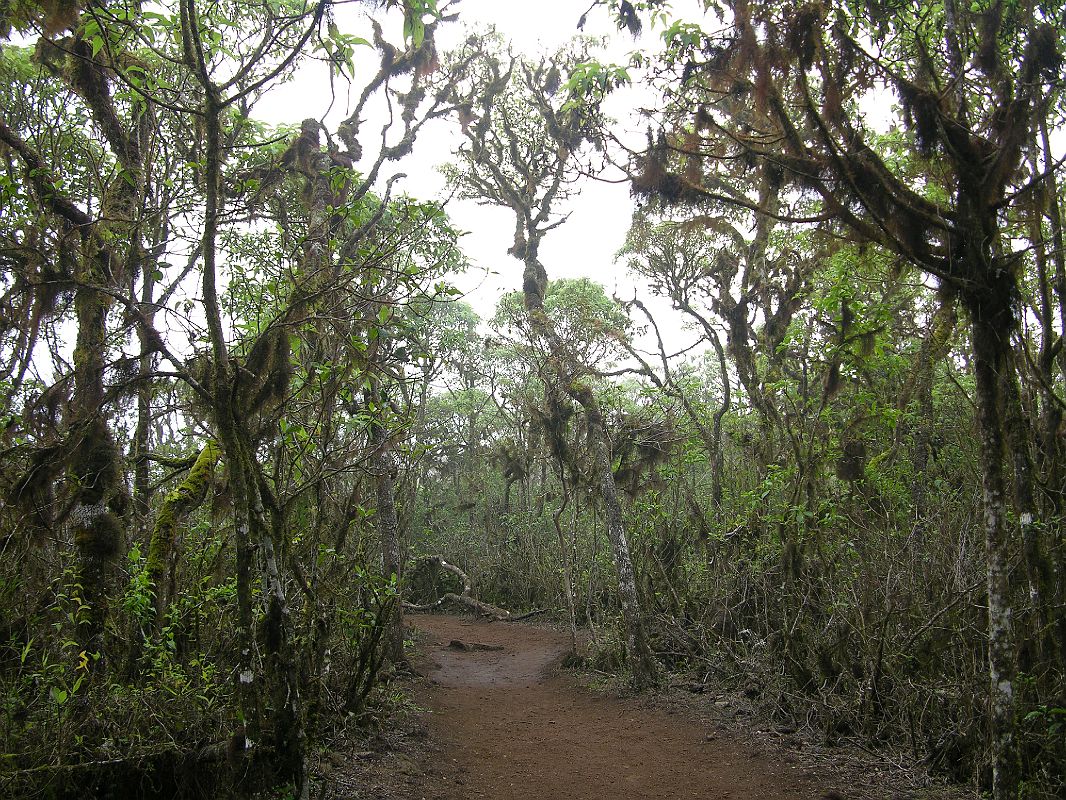 Galapagos 5-2-05 Santa Cruz Highlands Scalesia Forest